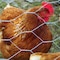Garden Zone Garden Craft 24 in. H X 50 ft. L Galvanized Steel Poultry Netting 2 in. 182450 - alternate 4
